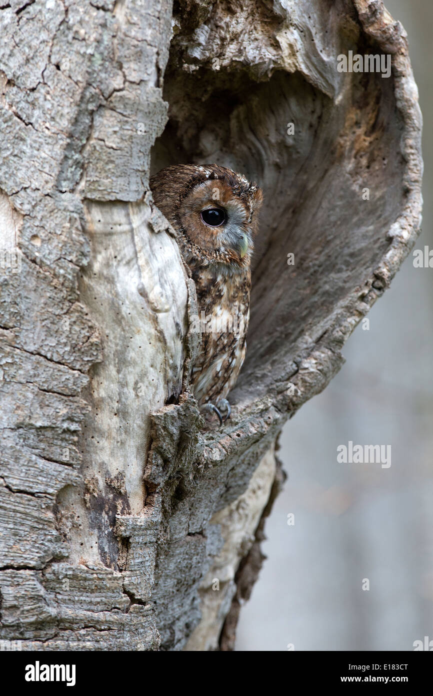 Tawny Owl, Strix aluco sitting in a hole in a tree Stock Photo