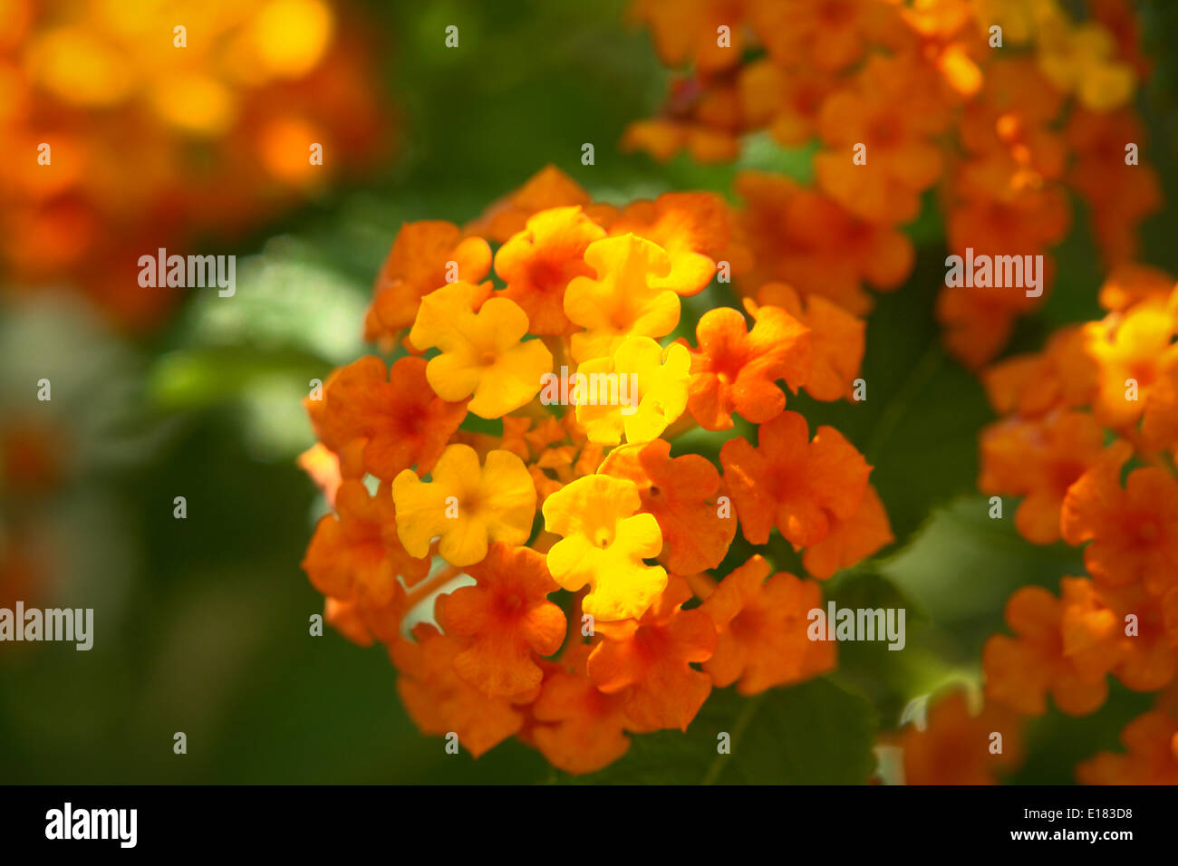 Lantana Camara Flower Stock Photo