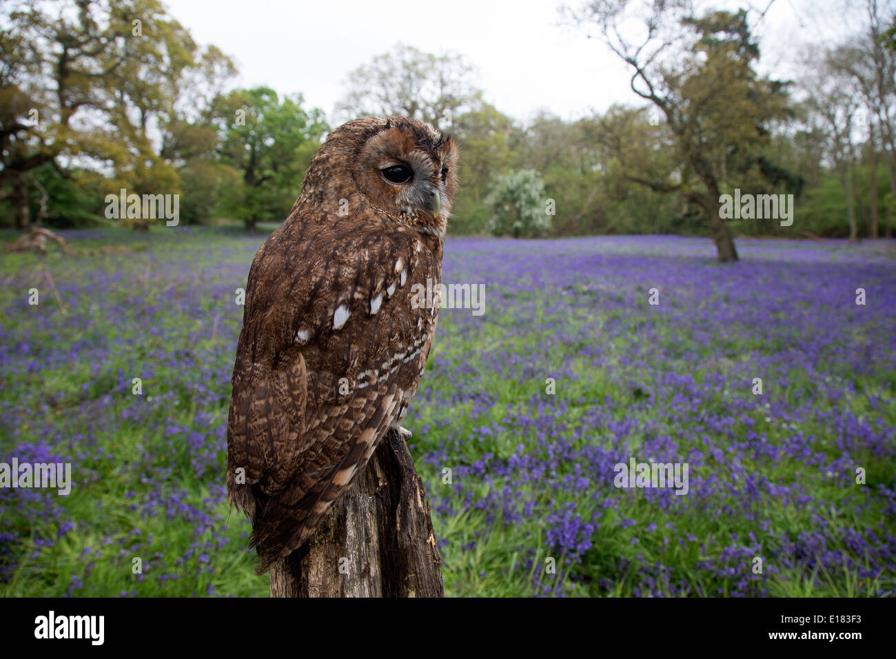 Tawny Owl, Strix aluco sitting in a bluebell wood Stock Photo