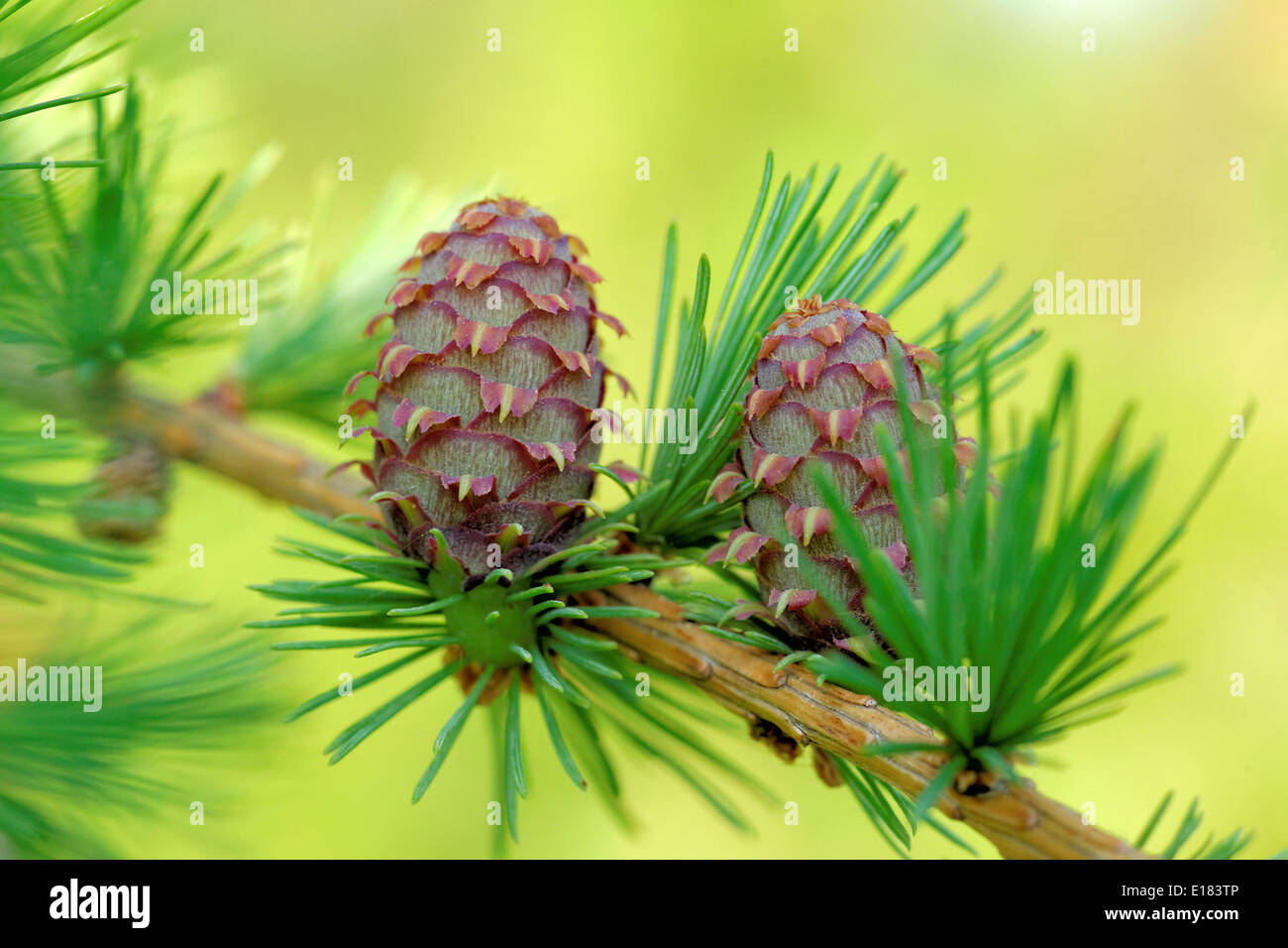 Ovulate cones (strobiles) of larch tree, spring, May Stock Photo