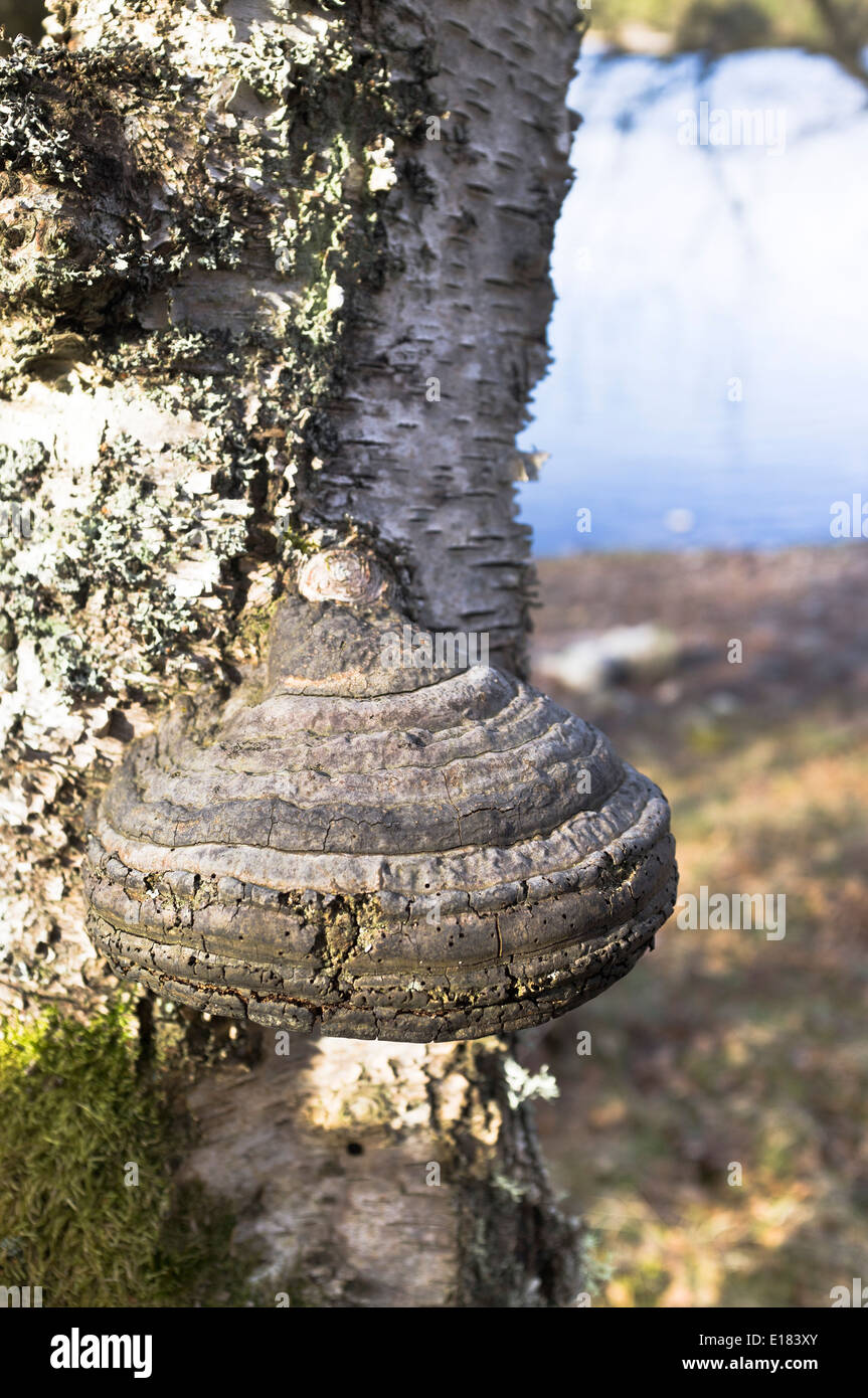 dh Tinder Bracket fungus FUNGI UK Fomes fomentarius on tree trunk bark in Caledonian Forest wood british Stock Photo
