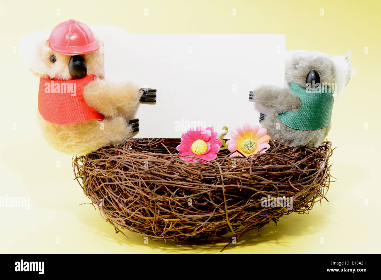 Two toy koala holding a blank white card on a yellow background Stock ...