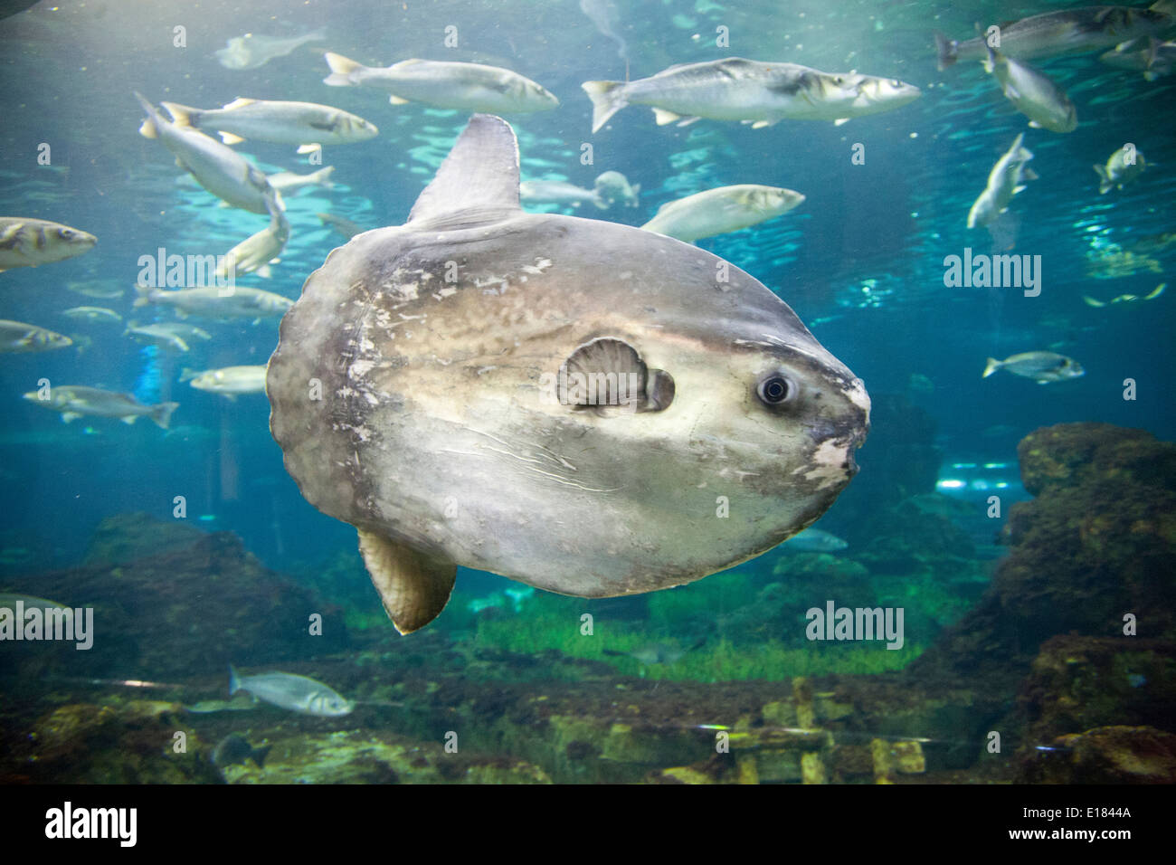 ocean sunfish, aquarium, barcelona, catalonia, spain, europe Stock Photo