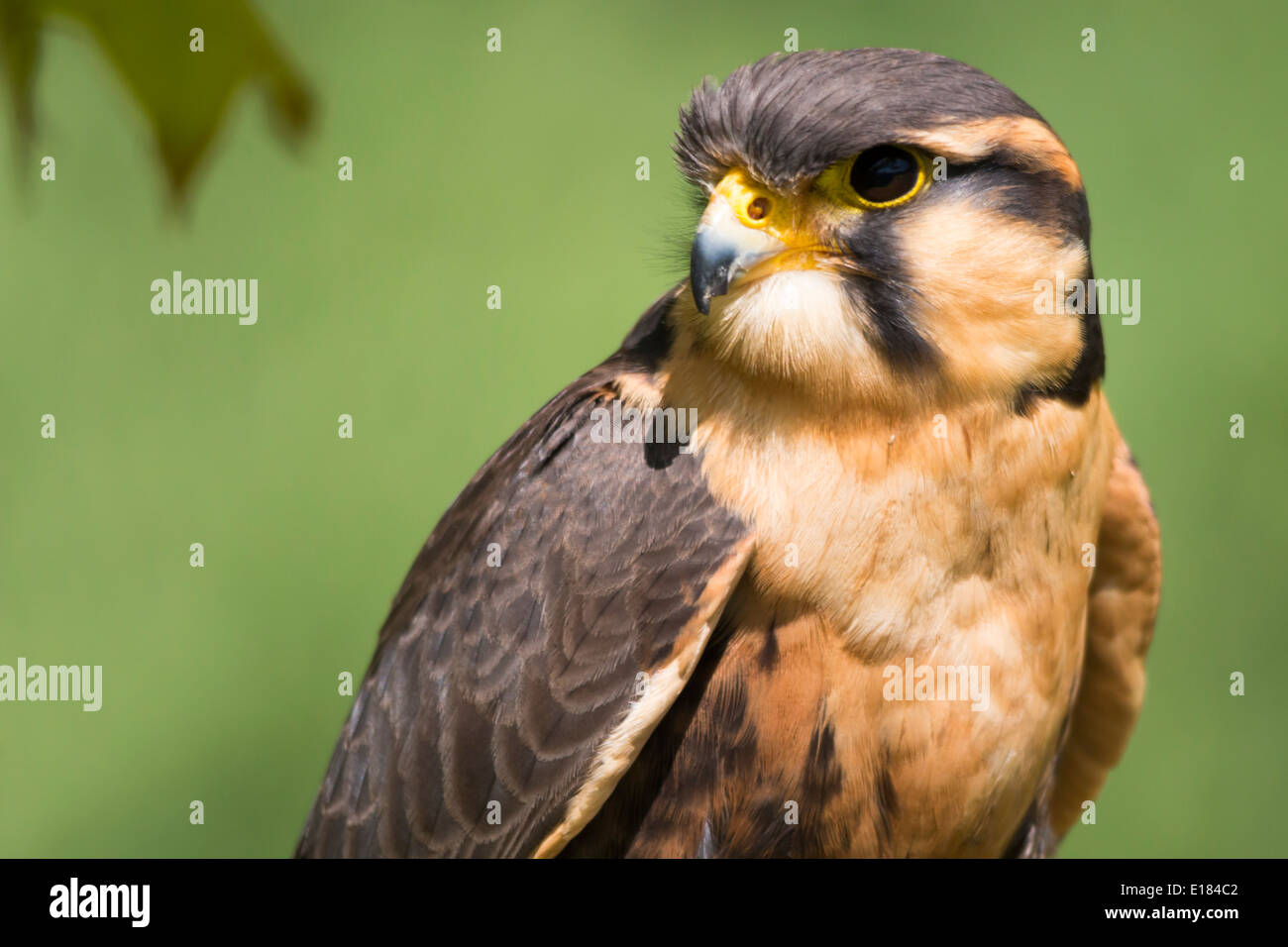 Captive Aplomado Falcon Falco Femoralis Stock Photo