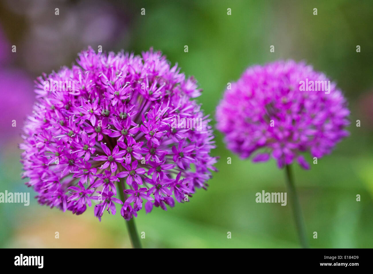 Allium hollandicum 'Purple Sensation' in an English garden. Stock Photo