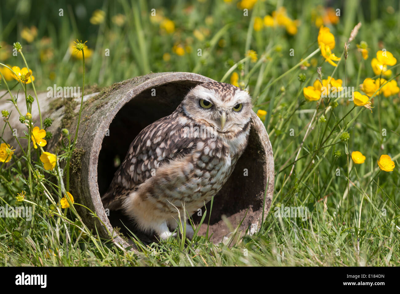 Captive Burrowing Owl Athene Cunicularia Stock Photo