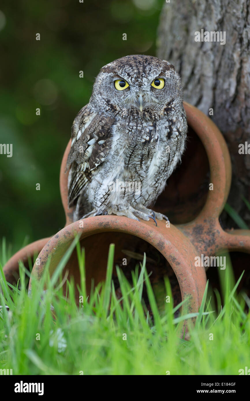 Captive Western Screech Owl Megascops kennicottii Stock Photo