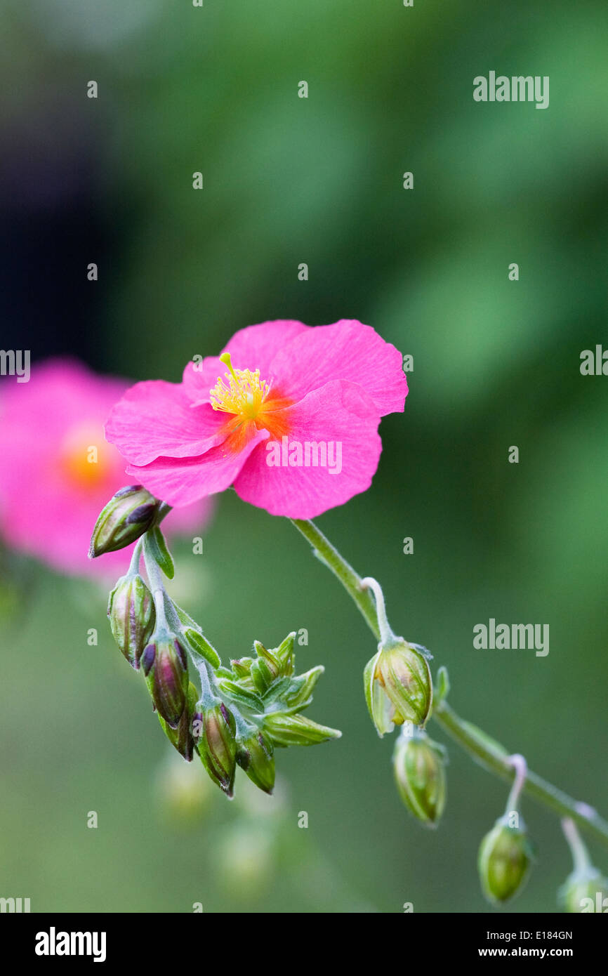 Helianthemum 'Bunbury' flower. Stock Photo
