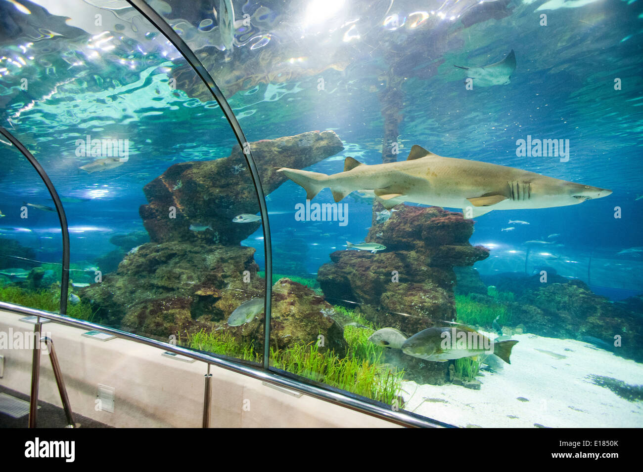 shark, aquarium, barcelona, catalonia, spain, europe Stock Photo