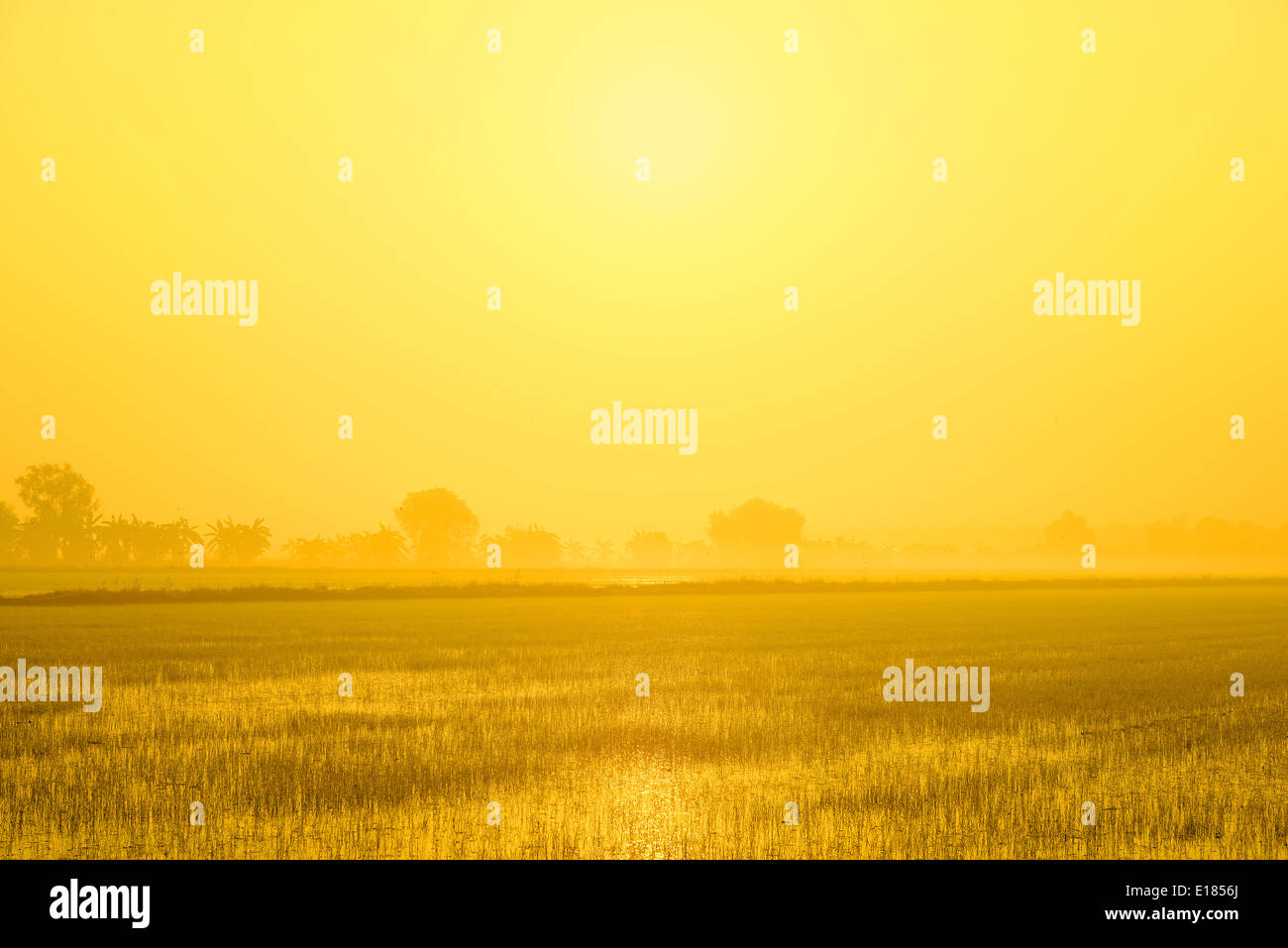 Mist Morning With Sunrise Stock Photo