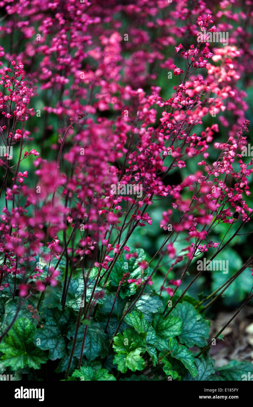 Flowering Heucheras in Garden Heuchera Leaves Heuchera,Flowers Perennial Red Purple Shady Part Garden Stock Photo
