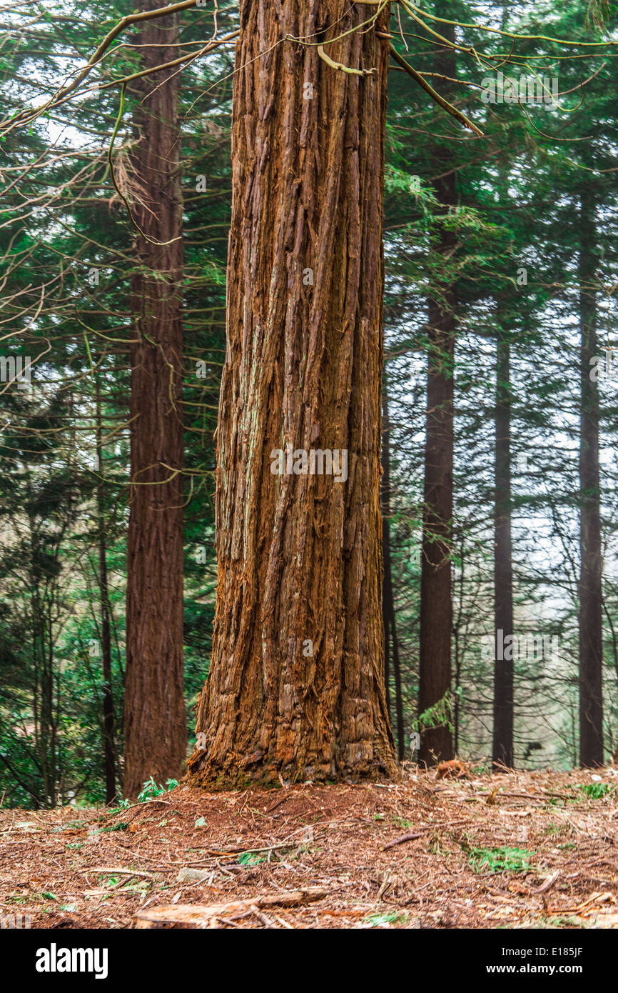 Redwood trees center parcs , Longleat, Wiltshire, England, United Kingdom Stock Photo Alamy