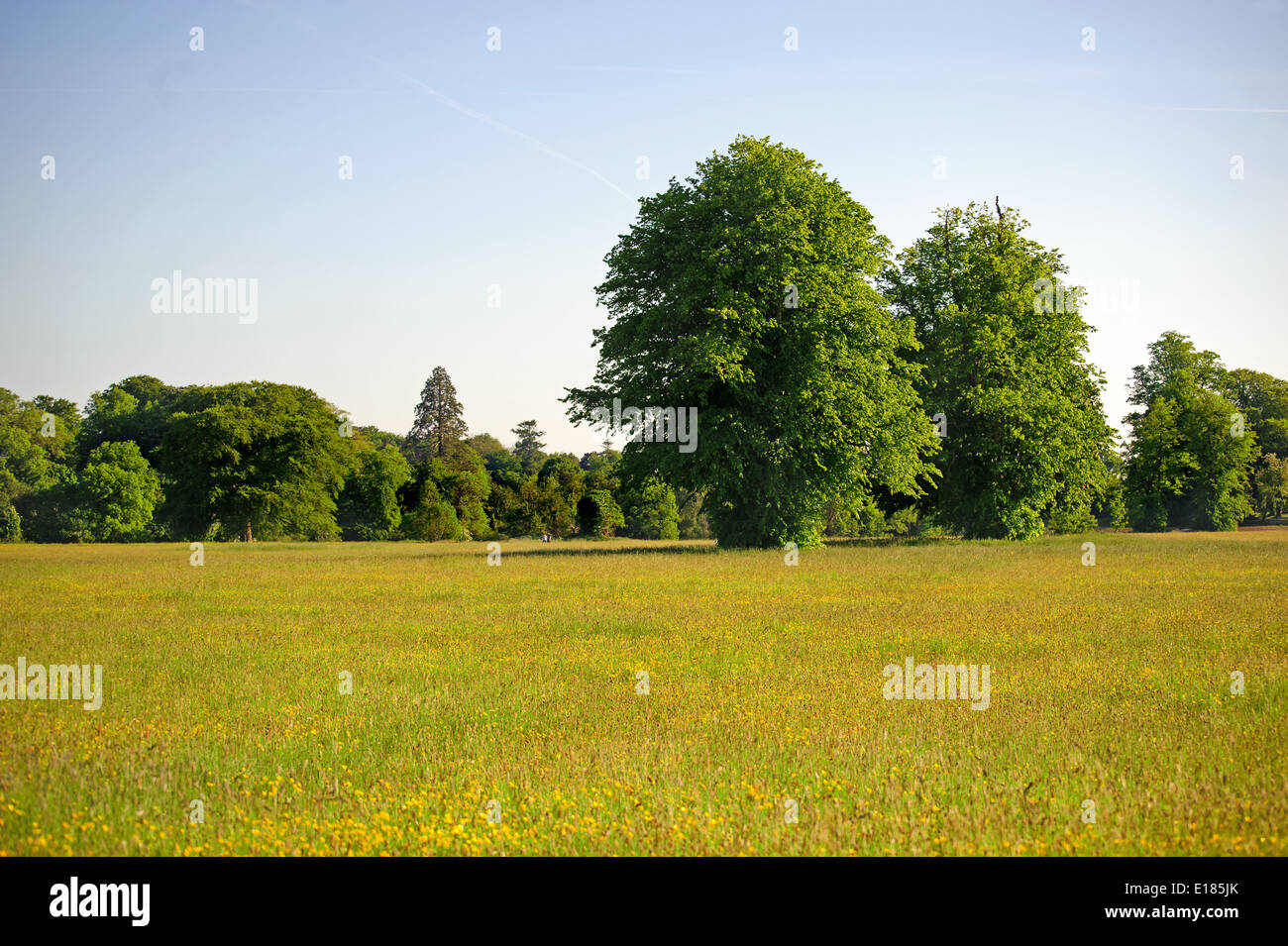 Midday summer rural landscape meadow and foliage trees Stock Photo