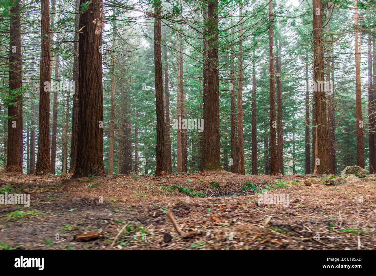 Redwood trees center parcs , Longleat, Wiltshire, England, United Kingdom Stock Photo Alamy