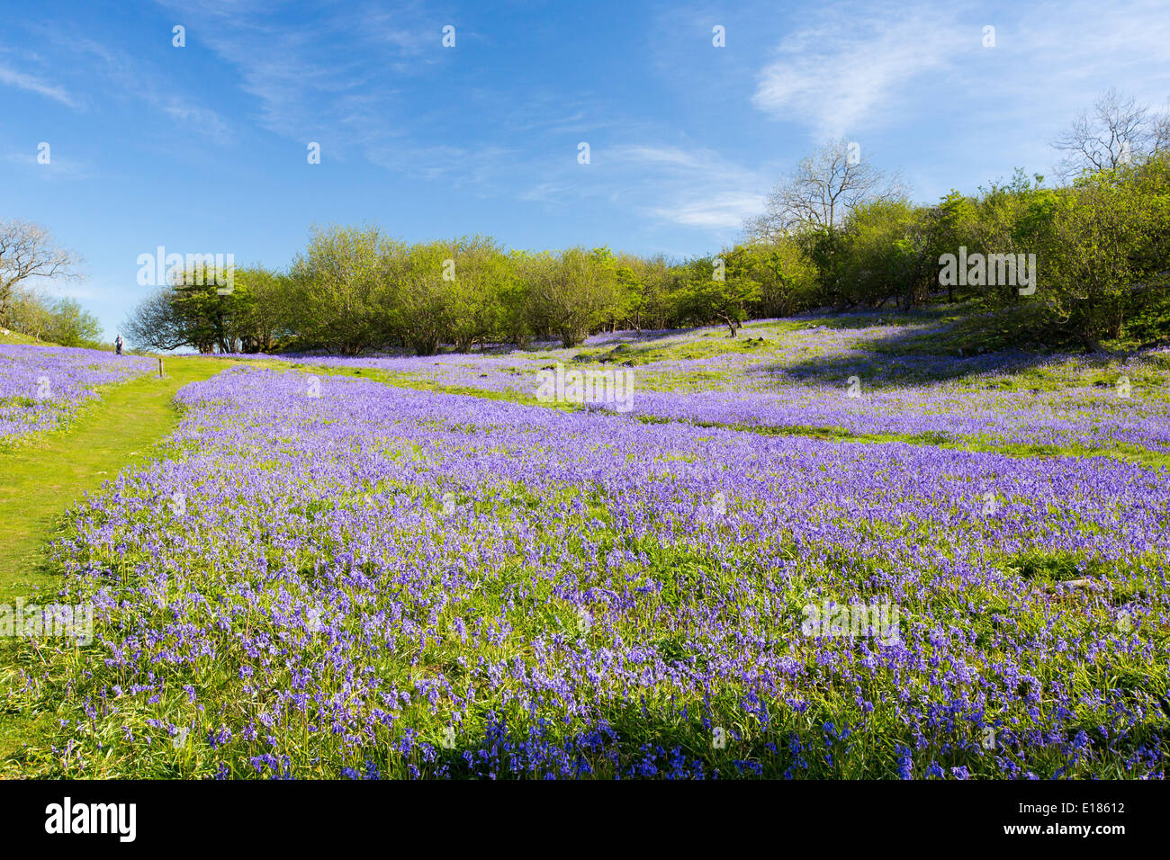Bluebells and Hazel coppicing growing on a limestone hill in the Yorkshire Dales National Park, UK. Stock Photo