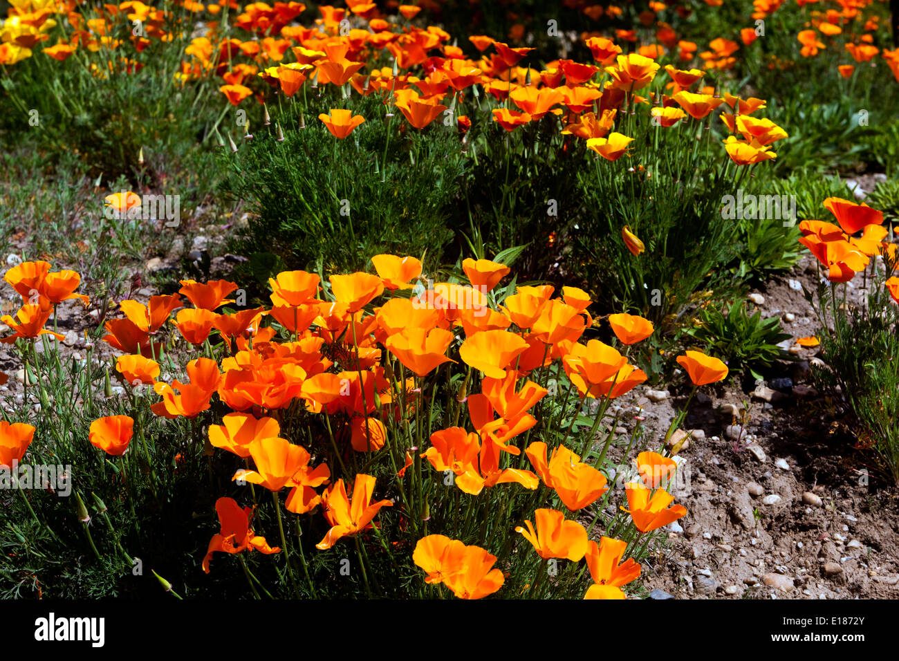Californian Poppies Eschscholzia californica Orange flowers Growing on poor stony soil Stock Photo