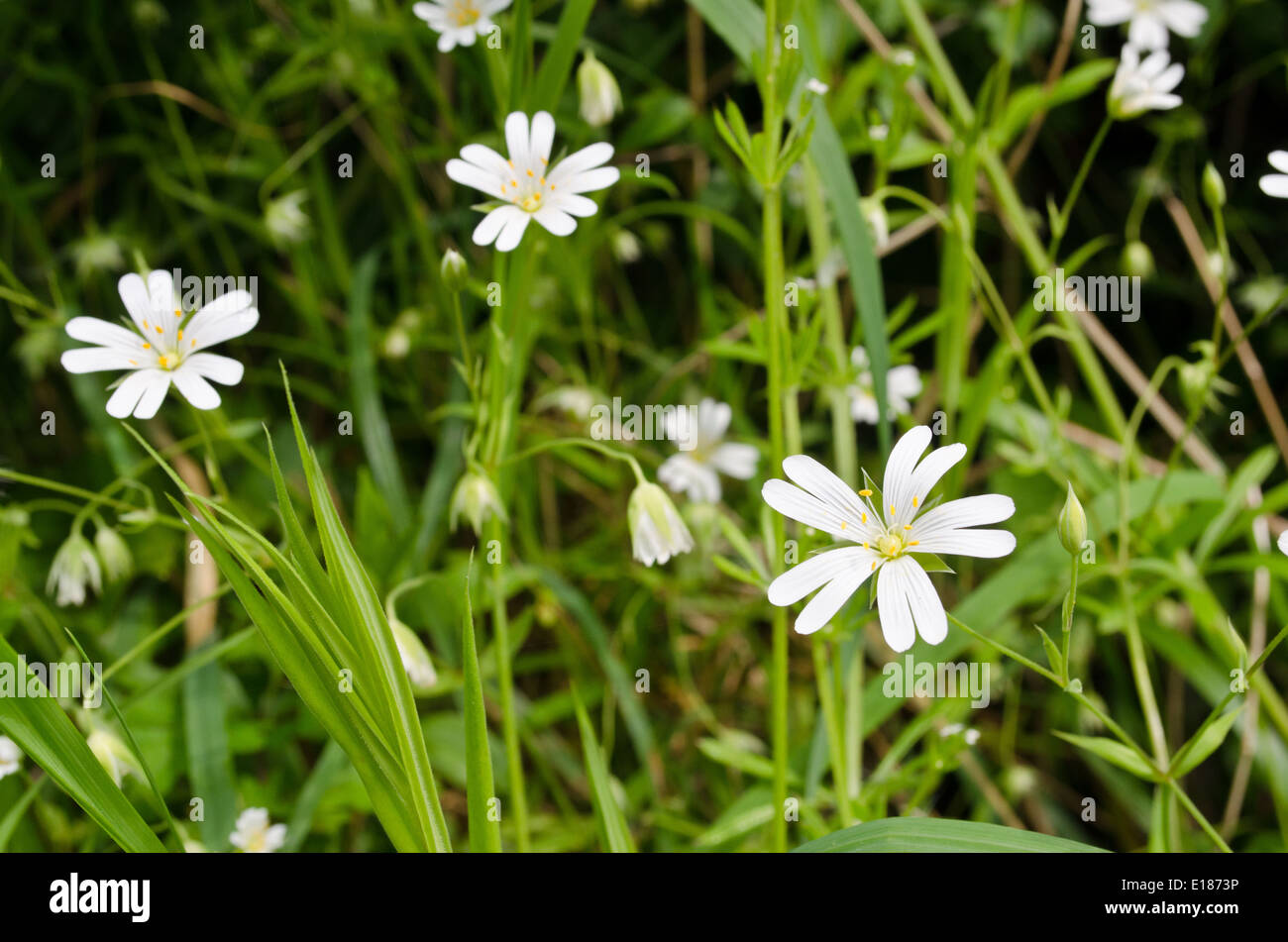 White Campion in flower in Somerset Stock Photo