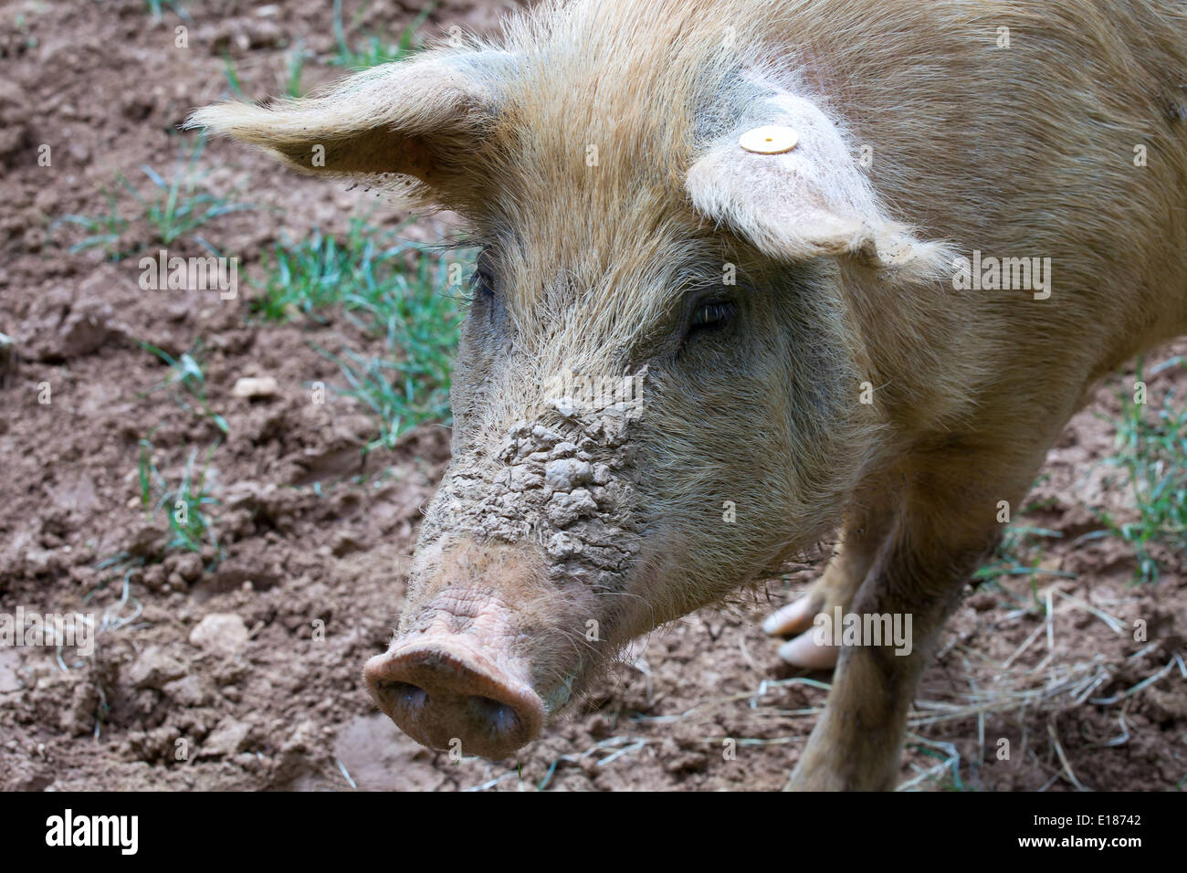 Happy free range pig Stock Photo