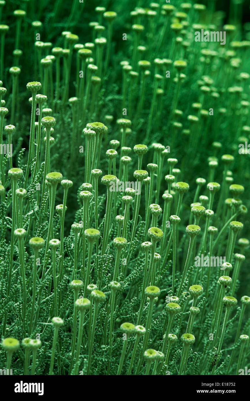 Vertical weed hi-res stock photography and images - Alamy