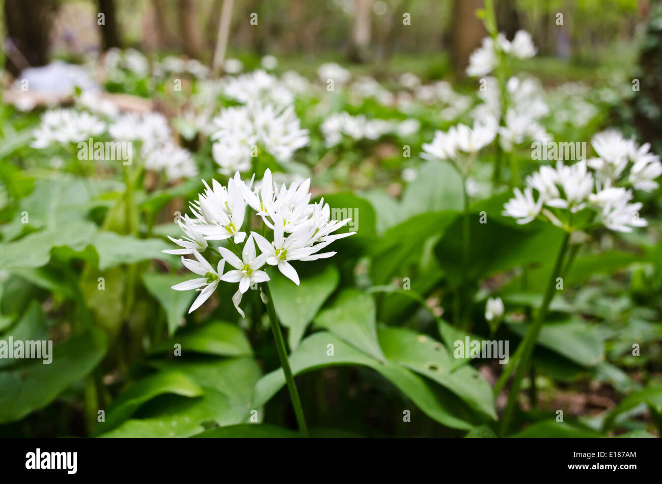 Wild Garlic Flowers Stock Photo Alamy