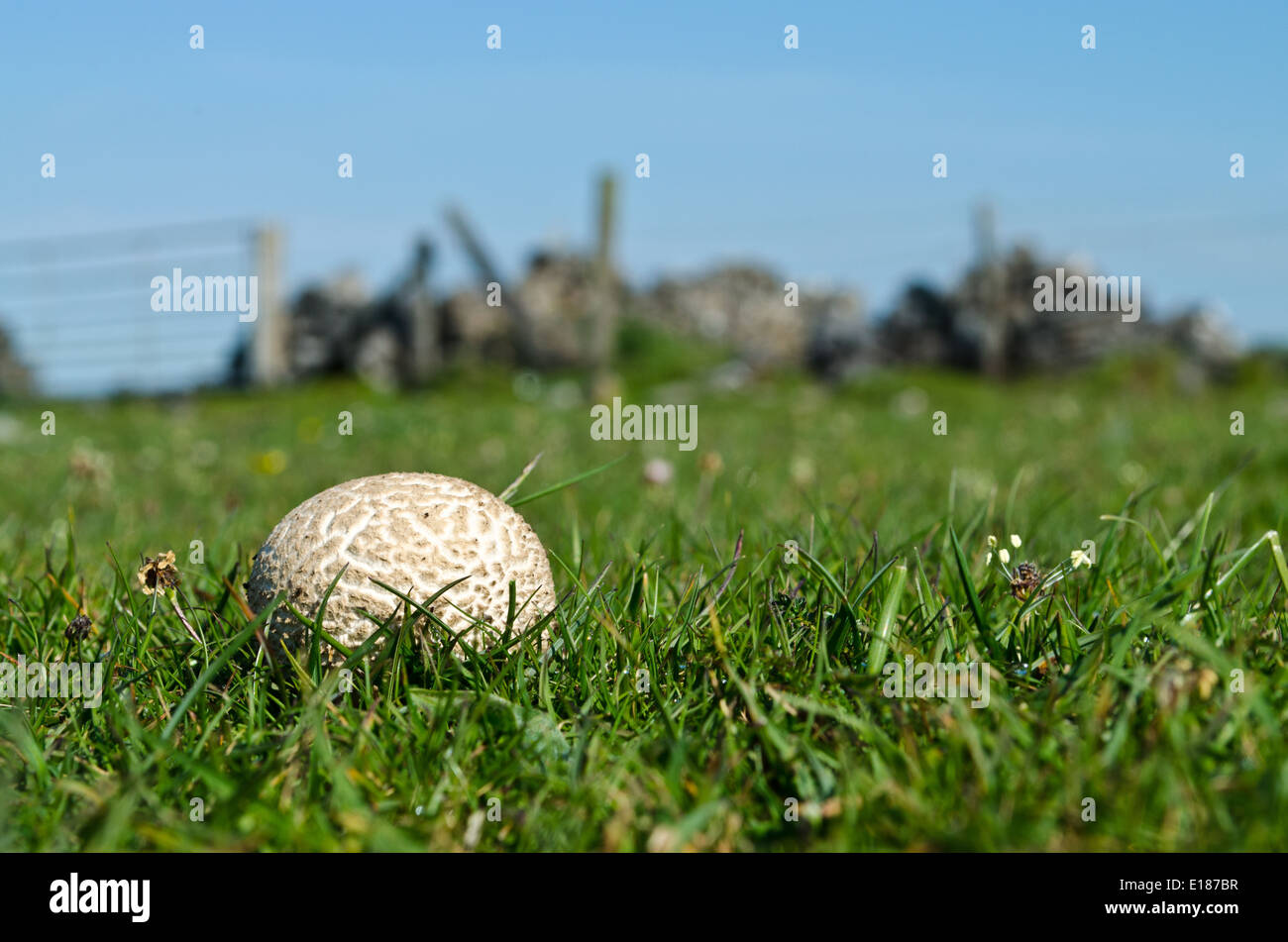 Closeup of Puffball Fungus growing in field of grass in Somerset, England Stock Photo