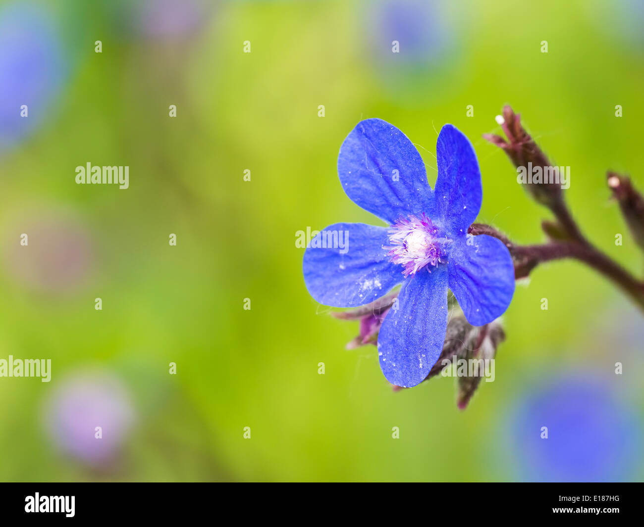 Blue Italian Bugloss (Anchusa Azurea) Flower Blossom Stock Photo