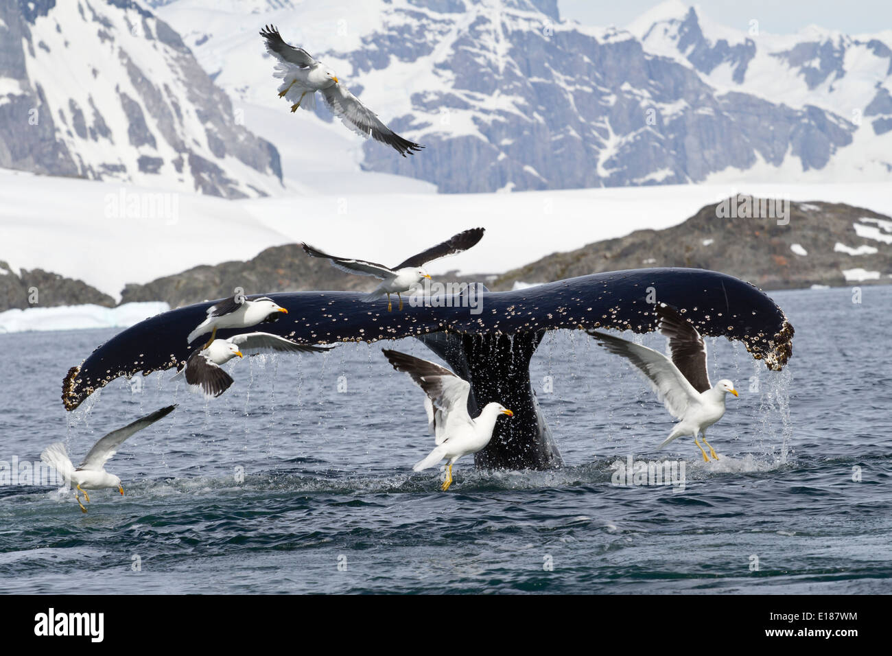 humpback whale tail that dives during feeding in Antarctic Islands ...