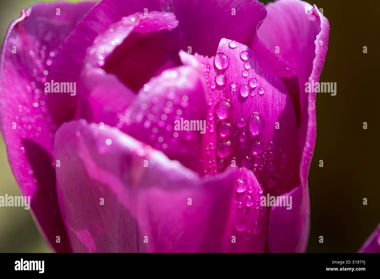 Raindrops on a purple tulip petal. Stock Photo
