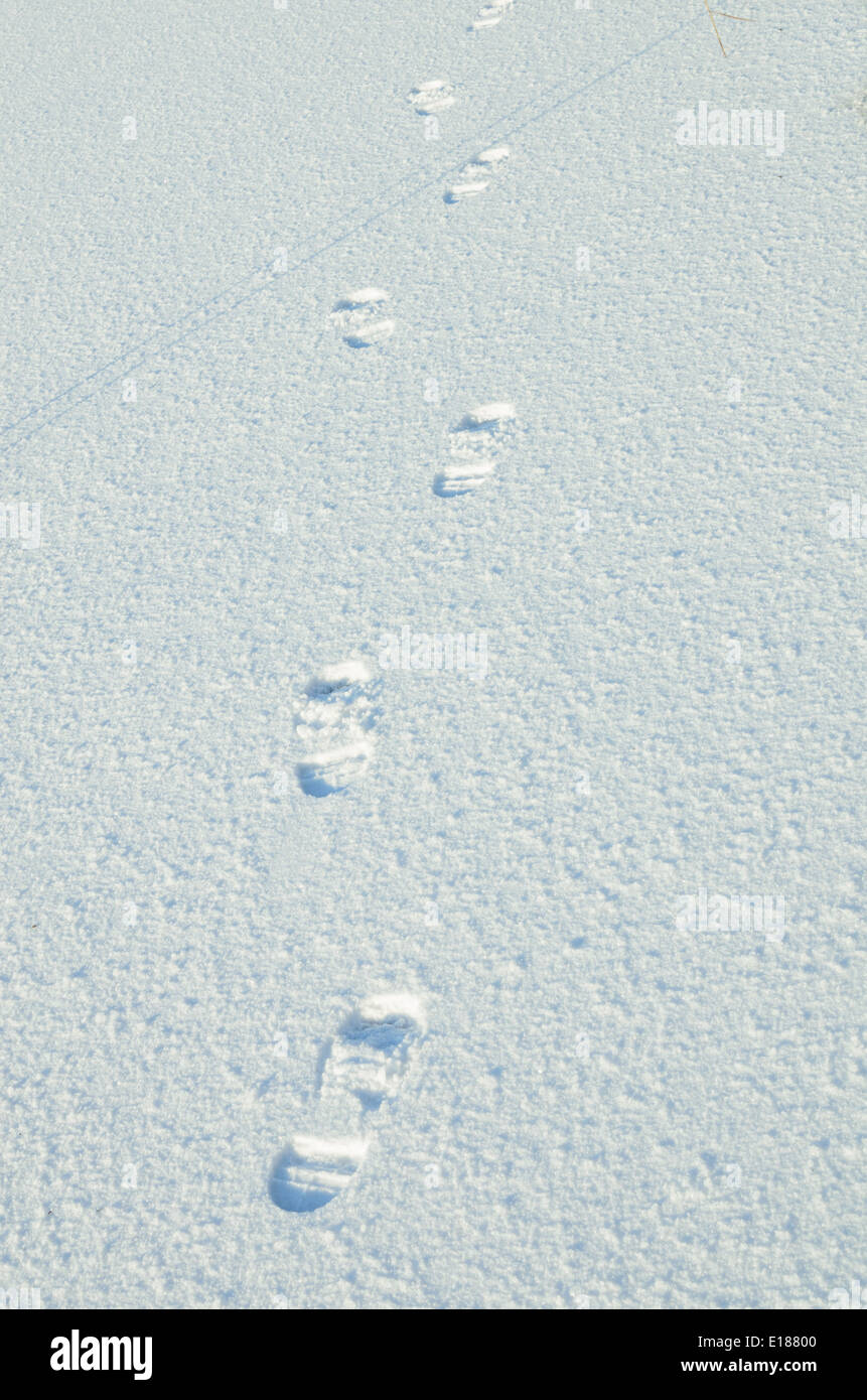 winter background footprints in snow Stock Photo Alamy