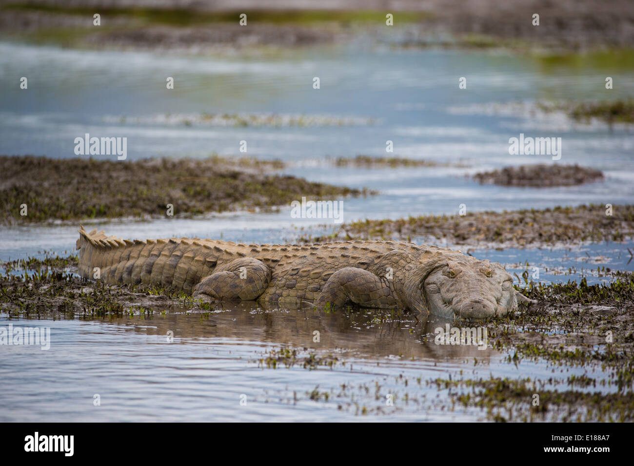 Nile Crocodile in shallow water Stock Photo