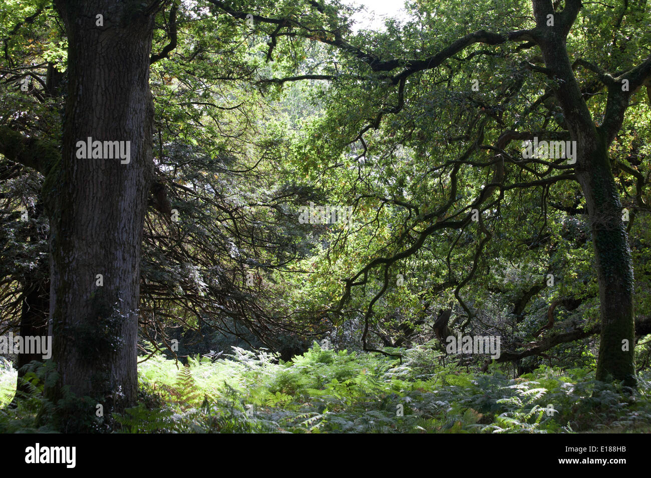 Woodland and woodland paths The Sloden Inclosure between Frogham and