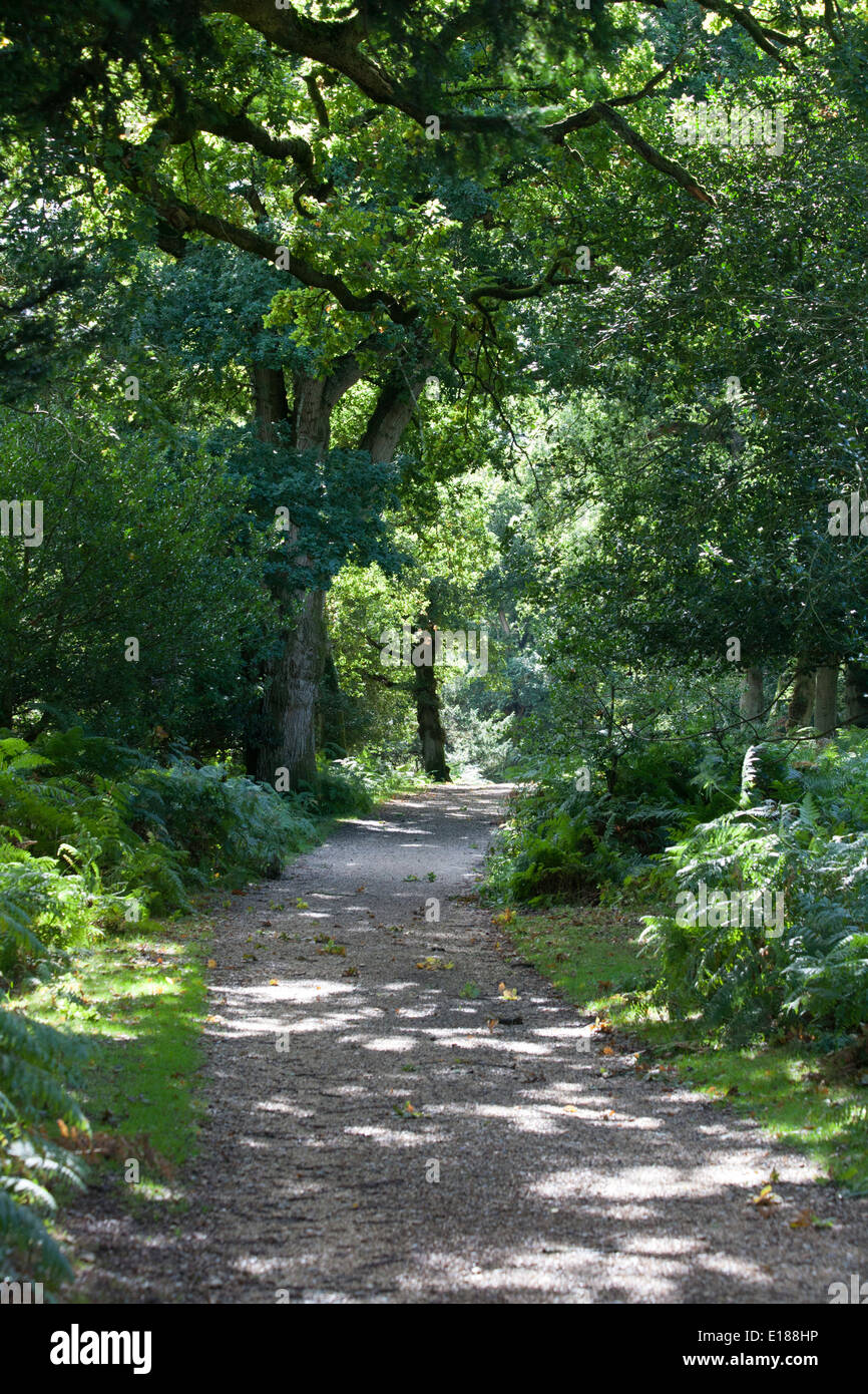Woodland and woodland paths The Sloden Inclosure between Frogham and
