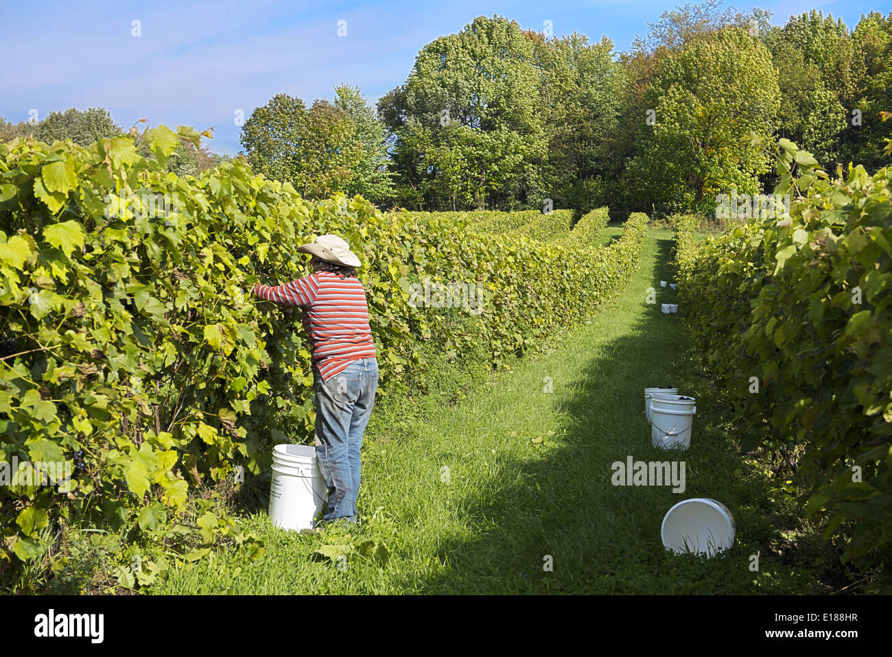 Grape - picker in vineyard Stock Photo