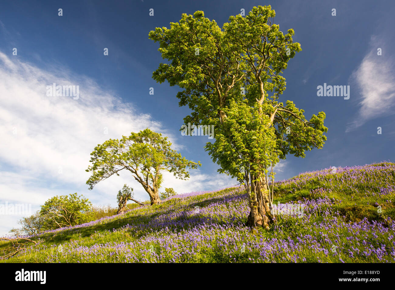 Bluebells growing on a limestone hill in the Yorkshire Dales National Park, UK, with Rowan trees Stock Photo