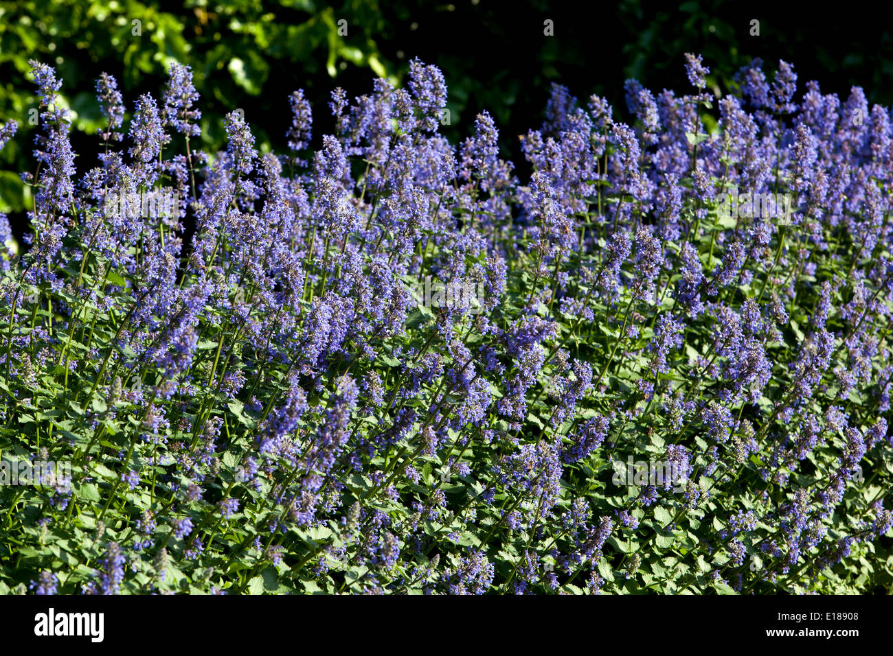 Nepeta variegated hi-res stock photography and images - Alamy