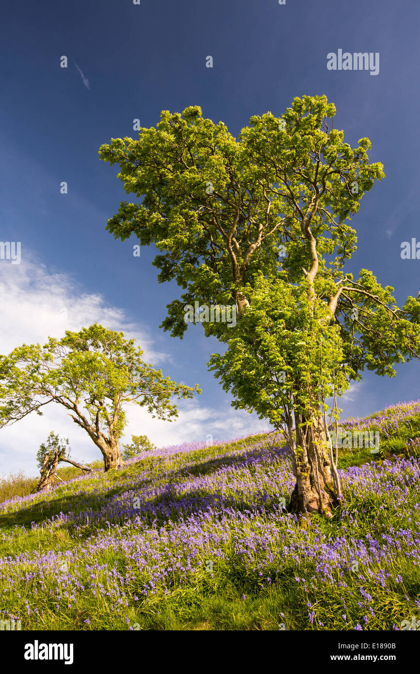 Bluebells growing on a limestone hill in the Yorkshire Dales National Park, UK, with Rowan trees Stock Photo