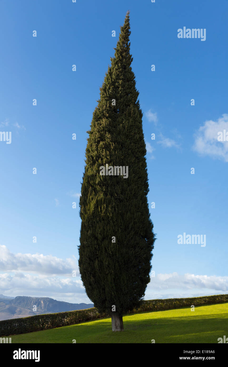 Cypress tree, Andaluc’a, Spain Stock Photo