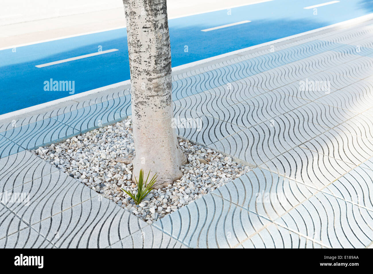 Tree growing on stone hi-res stock photography and images - Alamy