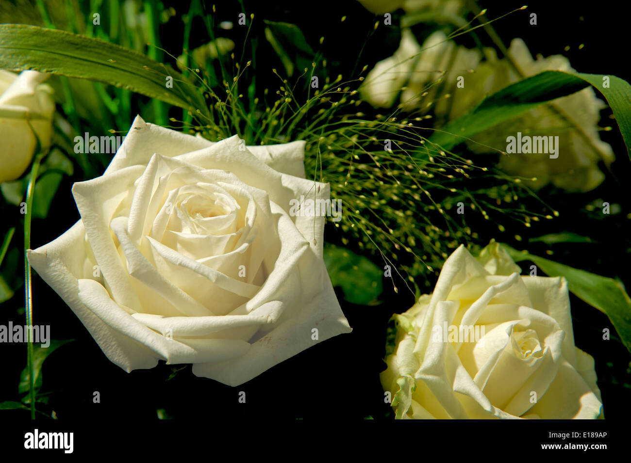 Rose,white,Blume,Flower,bloom,green,gruen,flora, Stock Photo