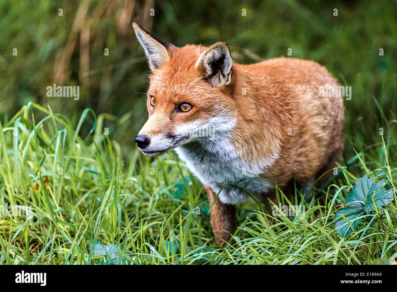 Very Alert Fox (Canidae Vulpini ) Berkshire UK Stock Photo