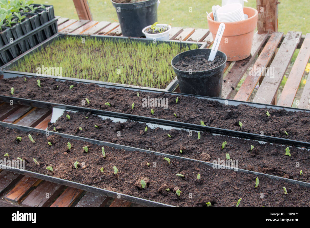 A  greenhouse bench showing growing young plants, peas sown in guttering (6 of 7) Stock Photo