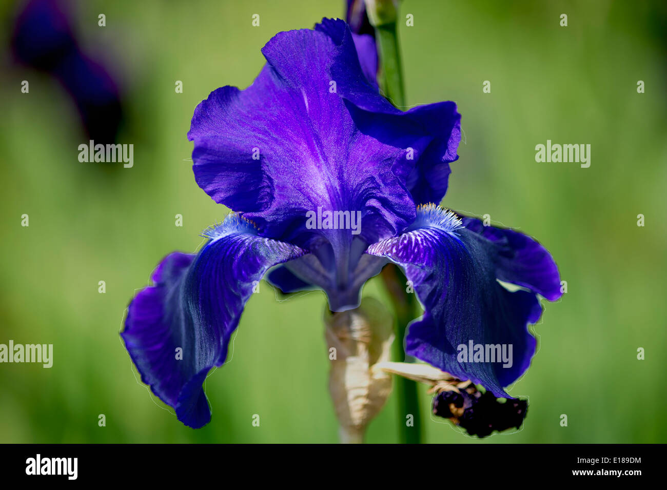 Iris germanica, Deutsche Schwertlilie,Ritter-Schwertlilie, Blume,Flower,Flora  Stock Photo - Alamy