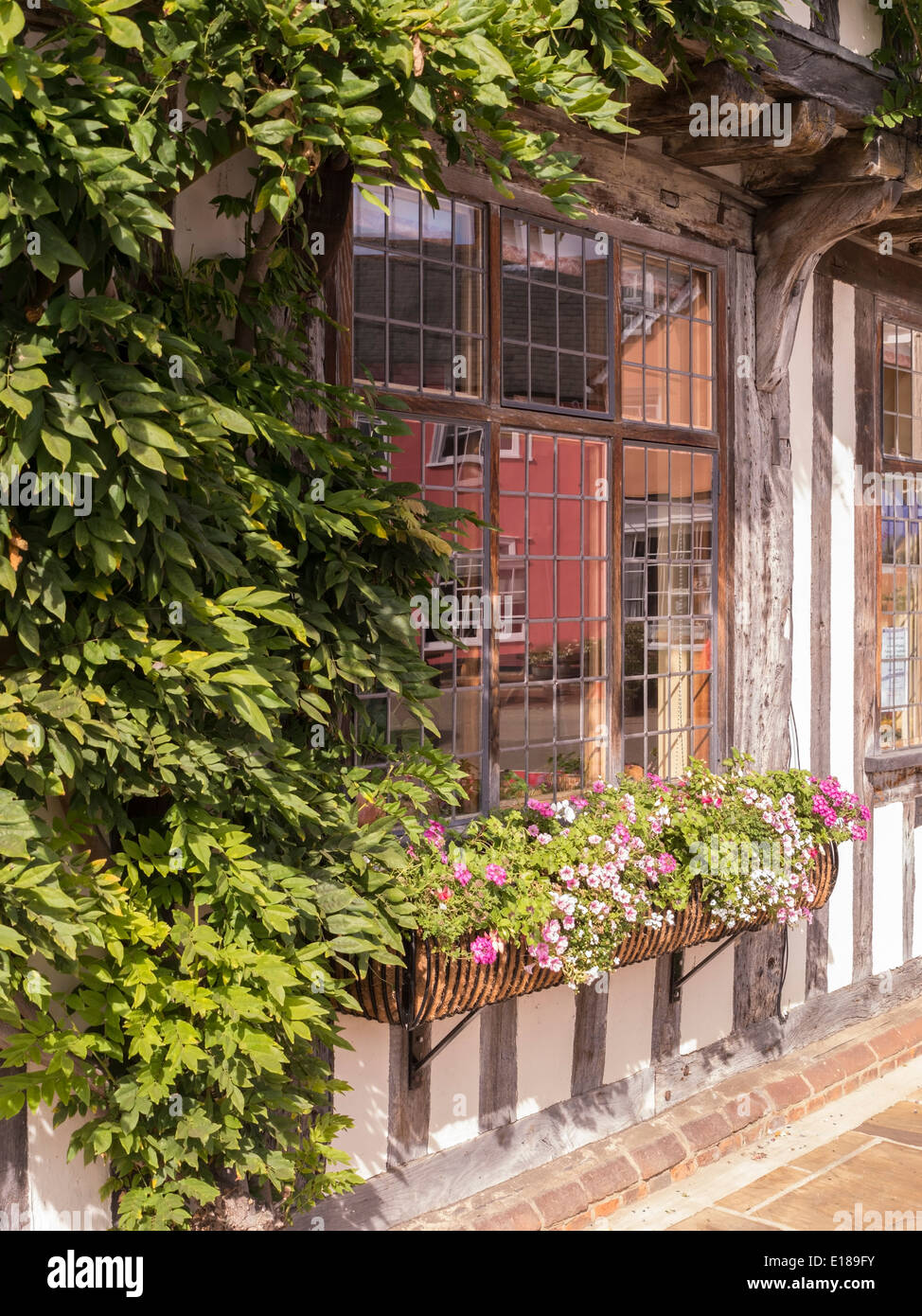 Leaded glass windows and window box with flowers on old oak framed house, Lavenham, Suffolk, England, UK Stock Photo