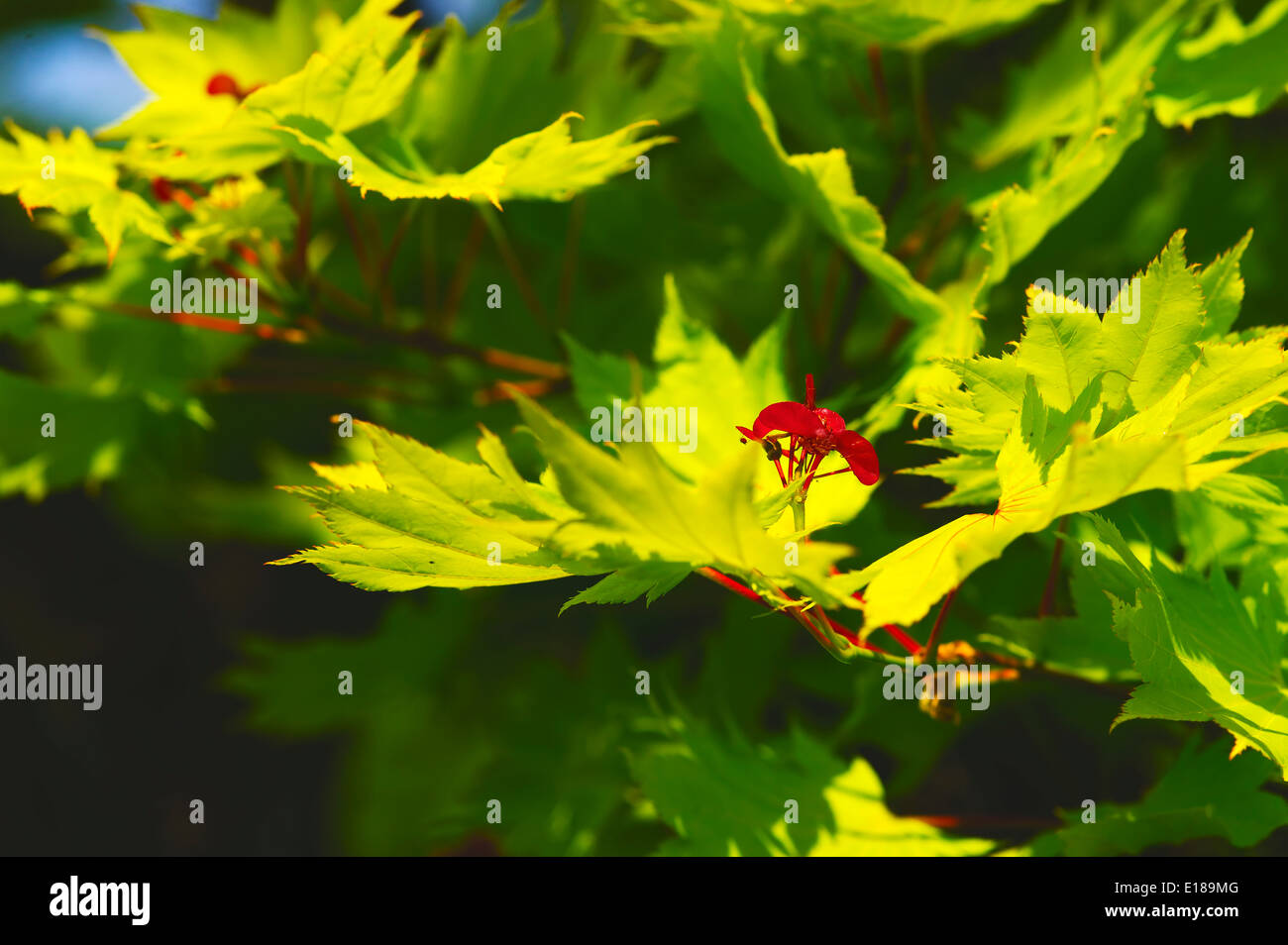 Acer japonicum,Acer japonicum,Japanischer Feuerahorn, Downy Japanese Maple,Fullmoon Maple;Baum,tree,Flora, Stock Photo