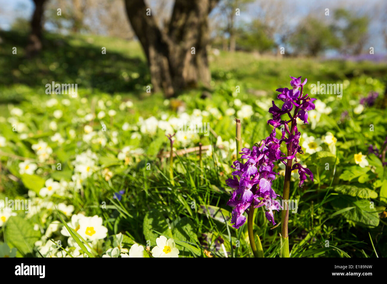 An Early Purple Orchid (Orchis mascula) growing amongst Primroses and
