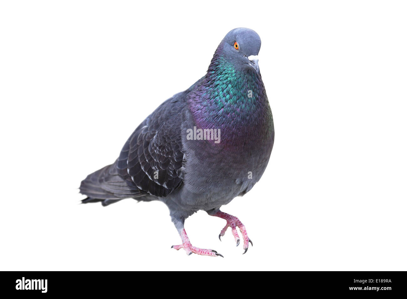 male feral pigeon walking, isolation over white background Stock Photo