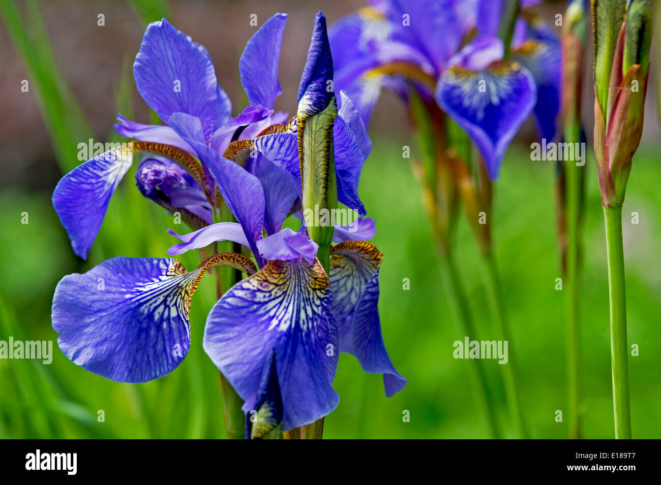 Schwertlilien,Iris,flower,blue,flora,weiss,blau,blue,white, Stock Photo