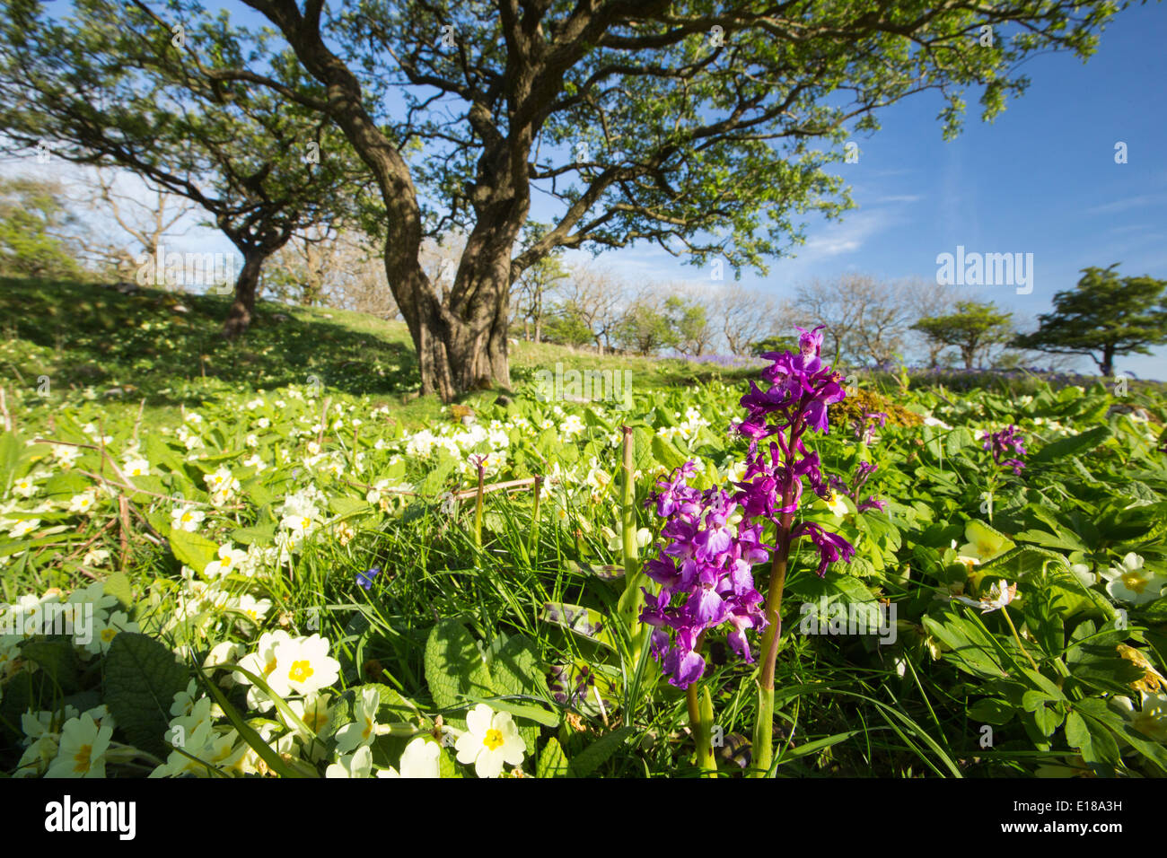 An Early Purple Orchid (Orchis mascula) growing amongst Primroses and