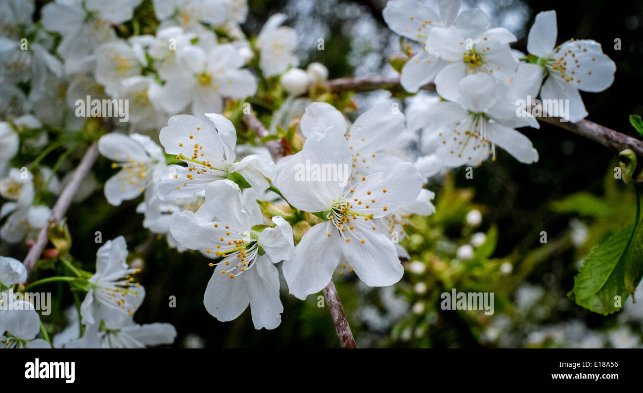 Cherry blossom in springtime, Scotland Stock Photo - Alamy