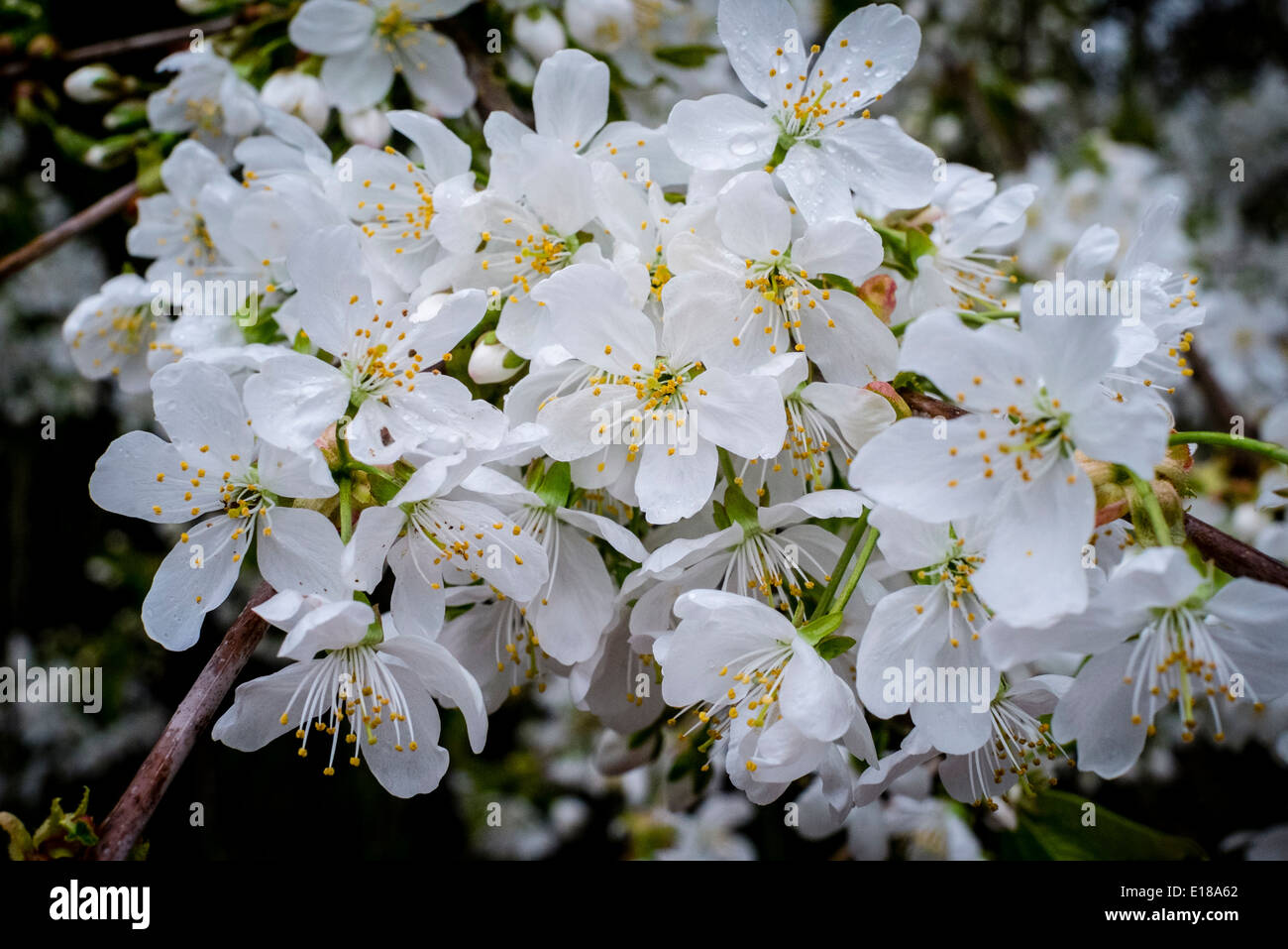 Cherry blossom in springtime, Scotland Stock Photo - Alamy
